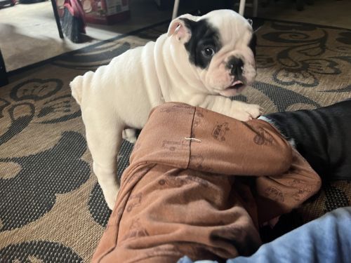 AkC English Bulldog Puppies for sale