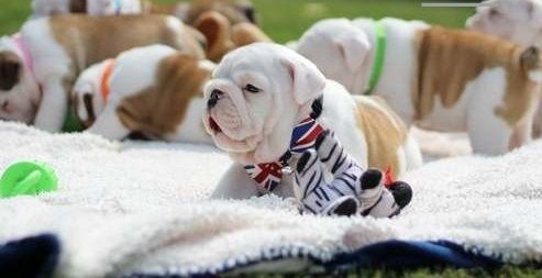 English Bulldog Puppies Available.