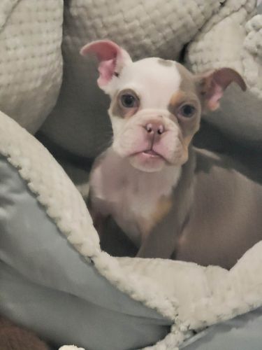 Male English Bulldog