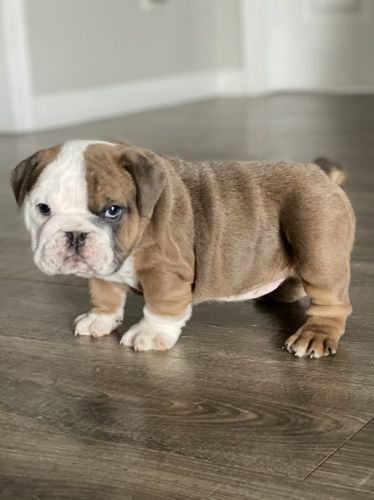 AKC English bulldog puppies