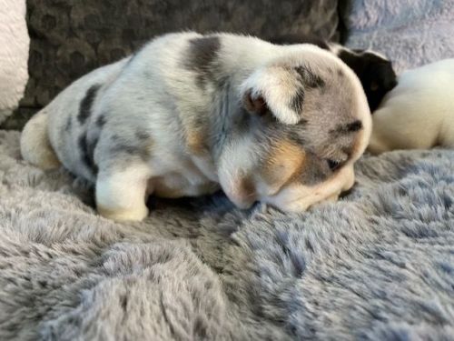 AKC Registered English Bulldog Puppies