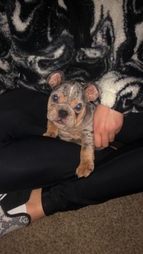 Beautiful English Bulldog