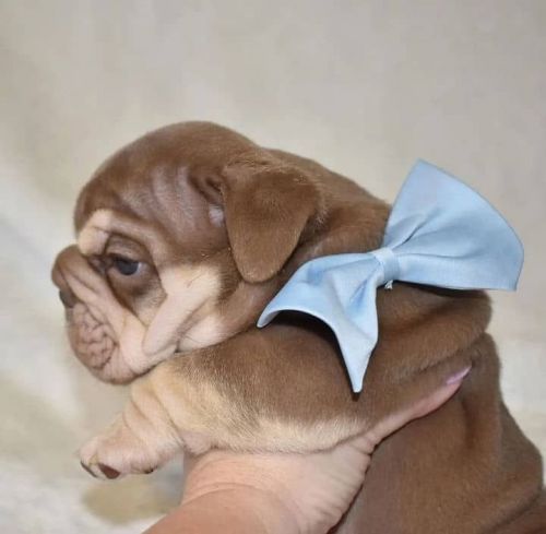 English Bull pup