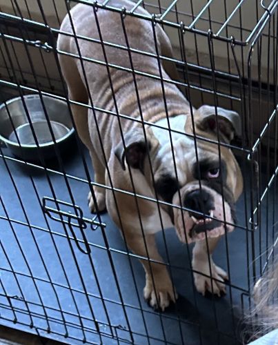 Nelly, English Bulldog