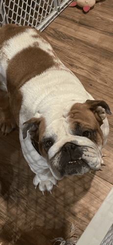 Sweet 4 year old Girl