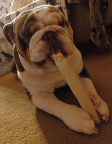 Akc stud tri lilac english bulldog for sale