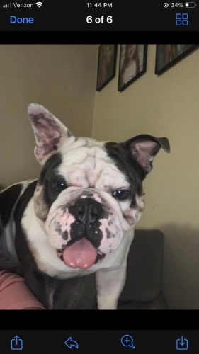 English Bulldog adult male for sale