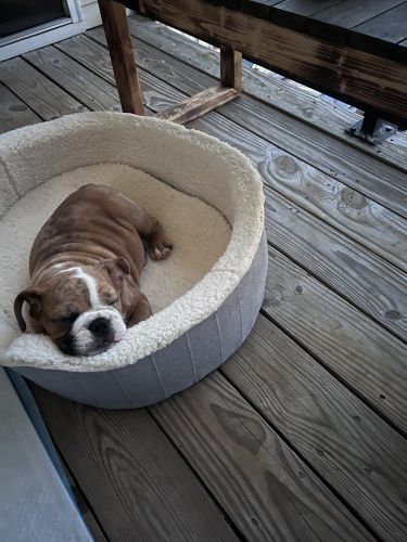 (Kane) English Bulldog