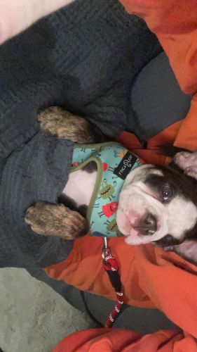 English Bull dog, looking for forever home