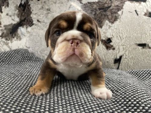English Bulldog