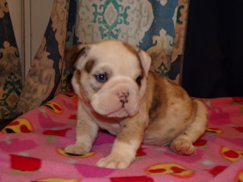 AKC English Bulldog Puppies