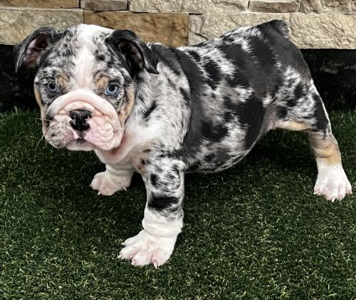 English Bulldog
