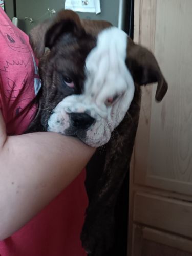 Beautiful English Bulldog Puppies