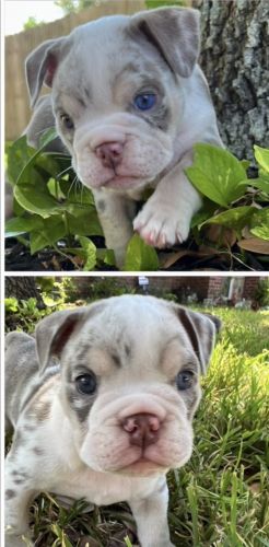 Beautiful English Bulldog puppies for sale