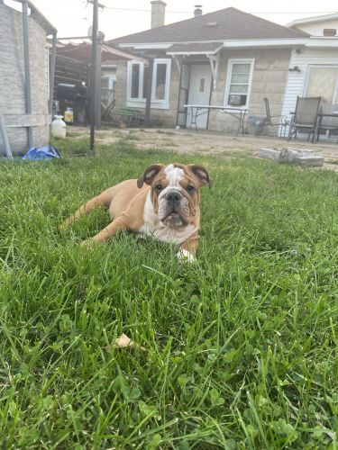 Coffee the English bully