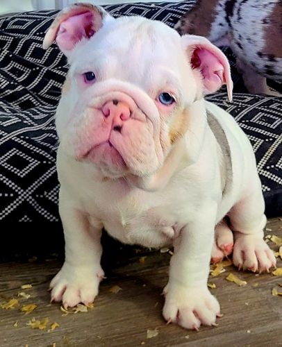 English Bulldogs Puppies
