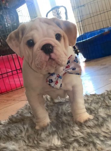 English Bulldog puppies champion bloodline