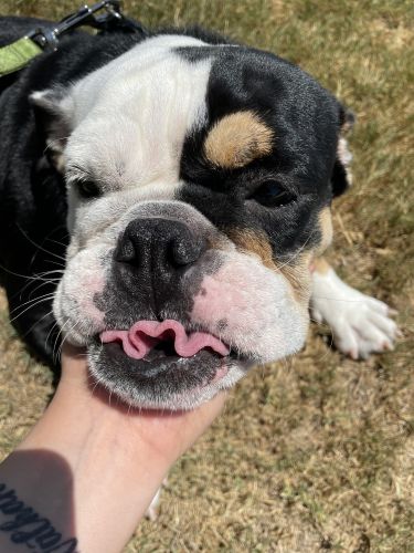 Black Tri English Bulldog
