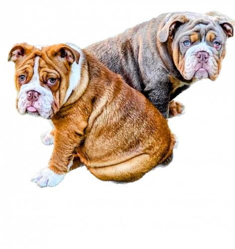 English Bulldog Puppies