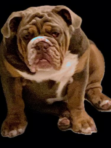 English Bulldog puppies