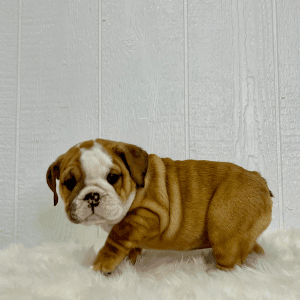 Elise - English Bulldog Puppy