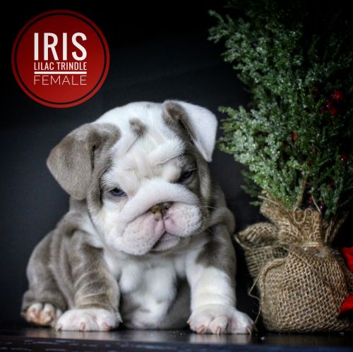 Iris Lilac Trindle