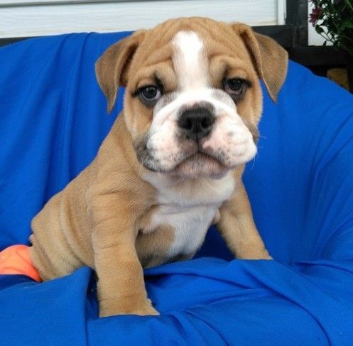 Spot Male & Female English Bulldog Puppies