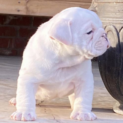 English Bulldog Puppies Ready To Go