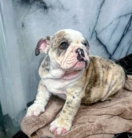 Full blooded English bulldog Puppies