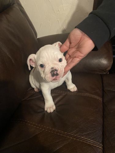 English bulldog puppy