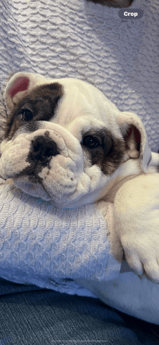 AKC bulldog puppy
