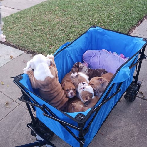 English bulldogs rehoming