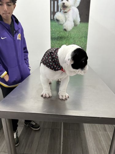 Beautiful female English bulldog 4 months