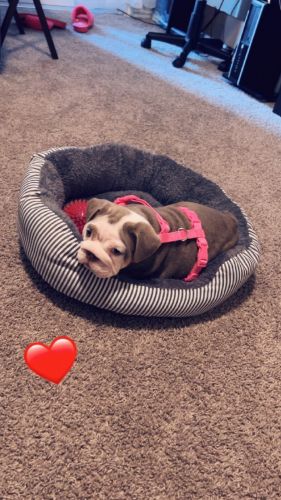 English bulldog puppy