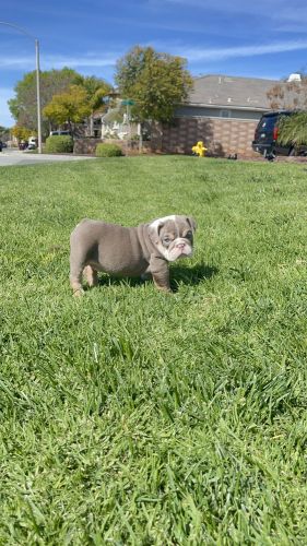 AKC English Bulldog