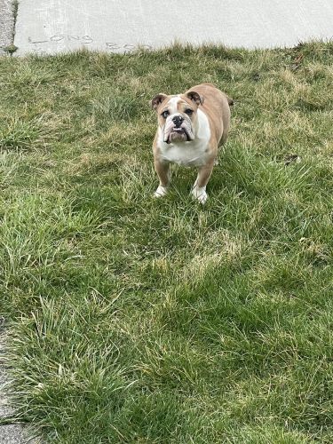 Loving Pet Looking for New Home