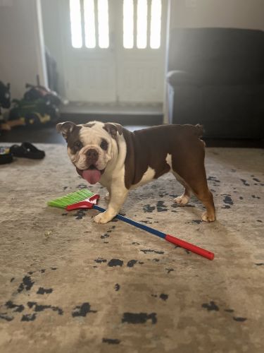 Female AKC English Bulldog