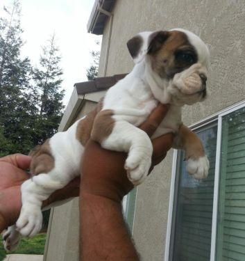 English bulldog puppies (***) ***-***2