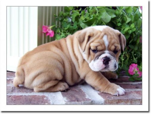 AKC English bulldog puppies for adoption