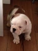 english bulldog puppies for r homing