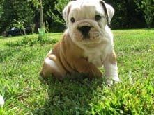 belle english bulldog puppies