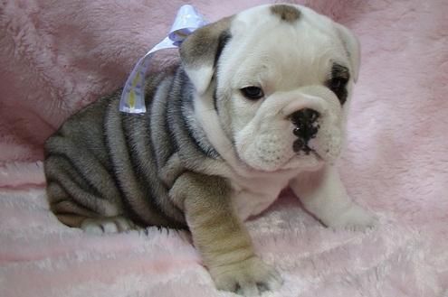 Affectionate English Bulldog Puppies