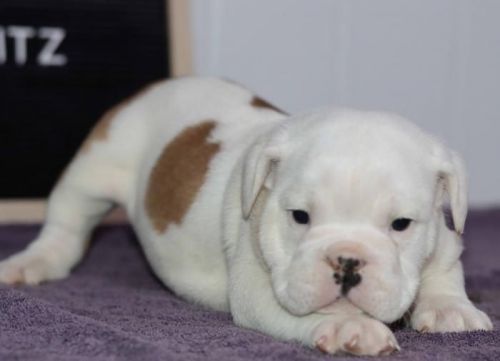 Bulldog puppies for sale