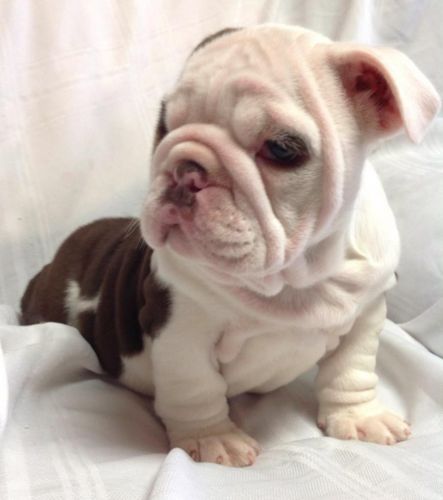 AKC EXOTIC ENGLISH BULLDOG (CHOCOLATE)
