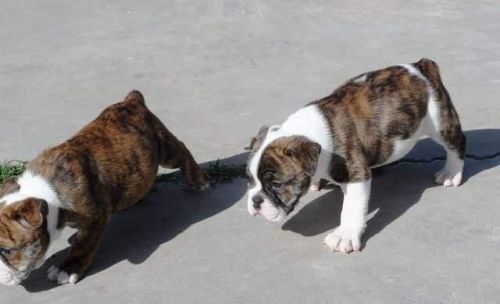 Home Trained English Puppies Available