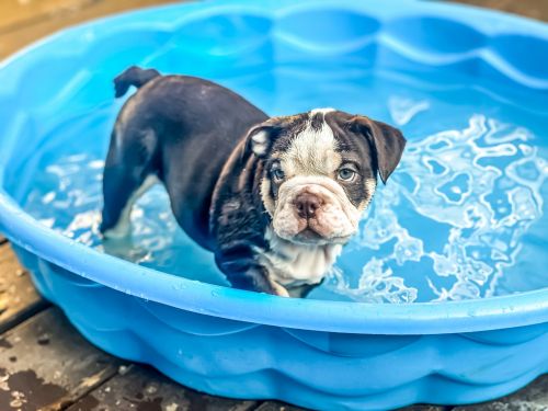 AKC English Bulldog Male now available!!!! Extreme and Exotic blo