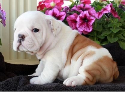 both english bulldog puppies for sale