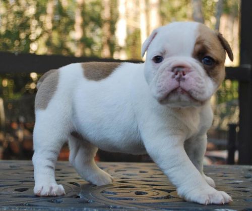 cute english bulldog for sell