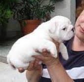 beautiful English bulldog available