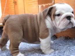 Adorable English Bulldog Puppies
